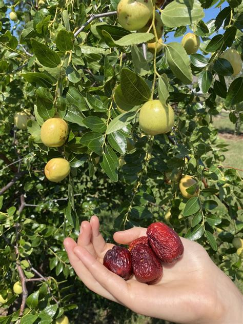 Ga 866 jujube tree for sale 00 Trees will be available in March 2023 for local pick up